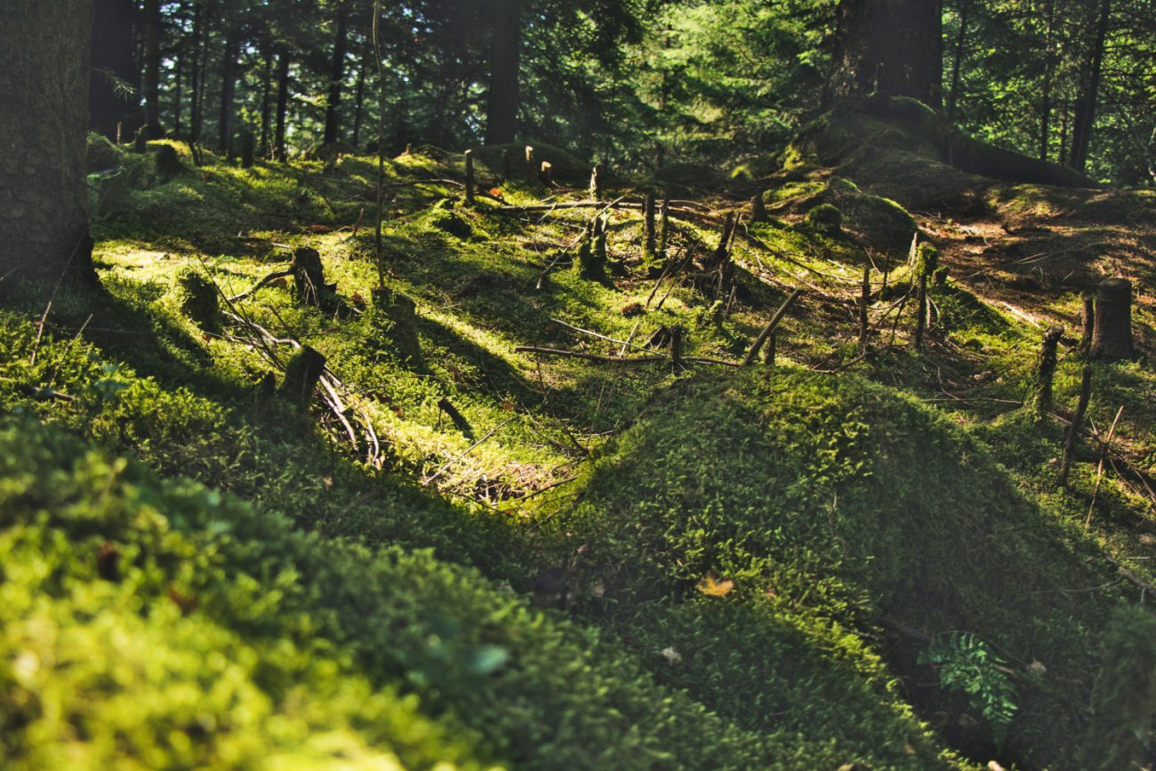 forest1500